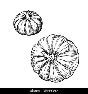 Kürbisse, Set, schwarz-weiß-Skizze. Vektorabbildung. Ein traditionelles dekoratives Element für Halloween, isoliert auf weißem Hintergrund. Kürbisse f Stock Vektor