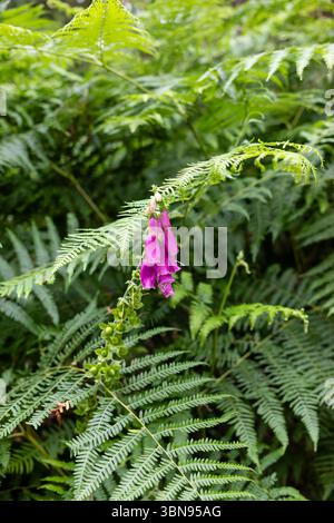 Digitalis purpurea, Foxhandschuh-Blüten, die wild in Farnen im New Forest in Bolderwood, Hampshire, England, wachsen Stockfoto