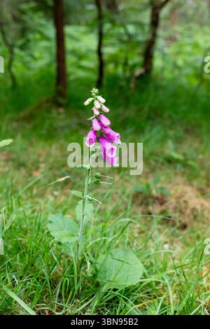 Digitalis purpurea, Foxhandschuh-Blüten wachsen wild im New Forest in Bolderwood, Hampshire, England, Großbritannien Stockfoto