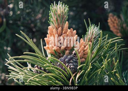 Eine blühende Kiefer im Frühling. Gelbe Kegel umgeben von grünen Nadeln. Eine Kiefernblume in Nahaufnahme auf einem weichen, unscharfen natürlichen Hintergrund Stockfoto