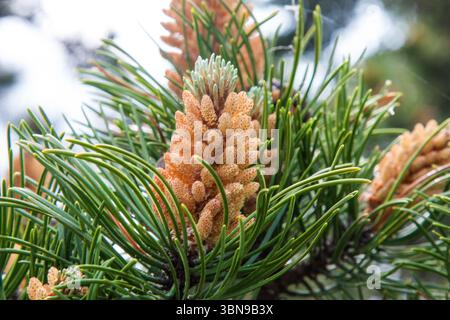 Eine blühende Kiefer im Frühling. Gelbe Kegel umgeben von grünen Nadeln. Eine Kiefernblume in Nahaufnahme auf einem weichen, unscharfen natürlichen Hintergrund Stockfoto