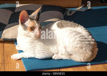 Cornish Rex Katze mit gelocktem weißem Fell auf einer blauen Matte im warmen Sonnenlicht drinnen. Ruhiges Haustier, das einen gemütlichen Moment auf einem Holzboden in der Nähe eines Kopfkissens genießt. Stockfoto