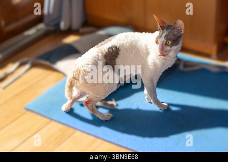 Cornish Rex Katze mit gelocktem weißem Fell auf einer blauen Matte im warmen Sonnenlicht drinnen. Ruhiges Haustier, das einen gemütlichen Moment auf einem Holzboden in der Nähe eines Kopfkissens genießt. Stockfoto