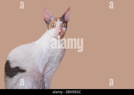 Cornish Rex Katze mit weißem gelocktem Fell, großen Ohren und hellgrünen Augen, die auf einem soliden beigefarbenen Hintergrund sitzen und in die Kamera schauen. Isoliertes Haustierportal Stockfoto