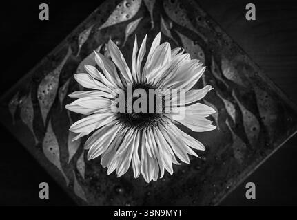 Gewöhnliche Sonnenblume ( Helianthus annuus ) mit Einzelblume in einer kleinen Vase auf Glasplatte in monochrom : Stockfoto