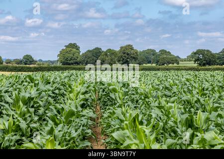 Maisernte, die in der Landschaft von Sussex an einem sonnigen Sommertag angebaut werden Stockfoto