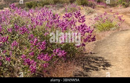 Flora von Gran Canaria - Salvia canariensis, Salbei der Kanarischen Insel, vollständige Pflanzenansicht Stockfoto