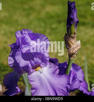 Tief lila bärtige Iris in voller Blüte mit Rüschenblüten neben einer ungeöffneten Knospe, die im natürlichen Sonnenlicht vor einem weichen grünen Hintergrund des Gartens erfasst wird. Stockfoto