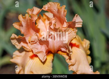 Pfirsichfarbene und orangenfarbene Iris in voller Blüte mit dramatischen Rüschenblättern, die im Sonnenlicht mit einem weichen grünen Gartenhintergrund im Frühling erfasst werden. Stockfoto