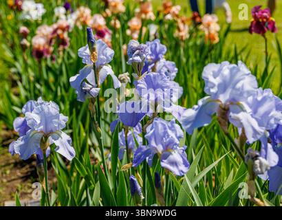 Hellblaubärtige Iris blühen in einem Frühlingsgarten, mit pfirsichfarbenen und burgunderroten Sorten im Hintergrund, die in hellem natürlichem Sonnenlicht erfasst werden. Stockfoto