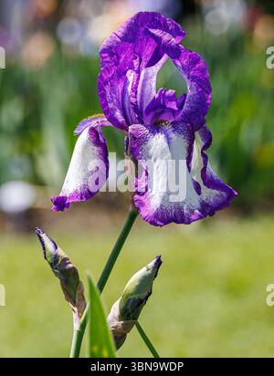 Lila und weiß bärtige Iris in voller Blüte mit Rüschenblättern, fotografiert im Frühlingssonnenlicht mit grünem Hintergrund und ungeöffneten Knospen darunter. Stockfoto