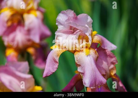 Rosafarbene und goldbärtige Iris mit Rüschenblättern und gelben Akzenten in voller Frühlingsblüte, fotografiert im Sonnenlicht vor grünem Gartenhintergrund. Stockfoto