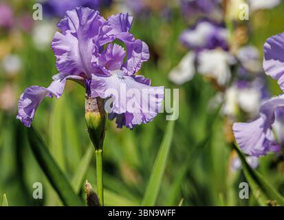 Lavendelbärtige Iris mit Rüschenblättern in voller Frühlingsblüte, hoch stehend in einem sonnendurchfluteten Garten mit grünem Laub und weiteren Iris im Hintergrund. Stockfoto