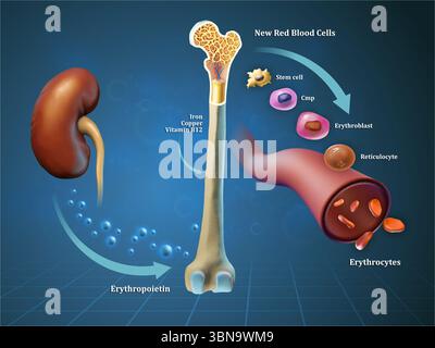 Erythropoese, Erythrozytenbildung im Knochenmark. Digitale Illustration, 3D-Rendering. Stockfoto