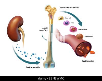 Erythropoese, Erythrozytenbildung im Knochenmark. Digitale Illustration, 3D-Rendering. Stockfoto