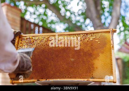 Imker entfernt während der Sommerernte im Bienenstock Wachskappen mit abnehmbarer Gabel aus vollem Wabenrahmen im Freien Stockfoto