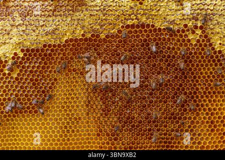 Detailmakro von Honigwaben mit Bienen, die Nektar und Rohhonig während der aktiven Honigproduktion im Bienenhaus sammeln Stockfoto