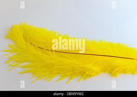 Studio-Aufnahme einer Nahaufnahme einer lebhaften gelben Straußenfeder und dunkelroten Feder auf weißem Hintergrund Stockfoto