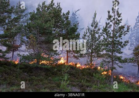 28. Juni 2025. Carrbridge und Grantown in Spey, Schottland. Dies ist ein sehr großes, vom Wind angetriebenes Waldfeuer auf den Hügeln zwischen Carrbridge und Grantown und S Stockfoto