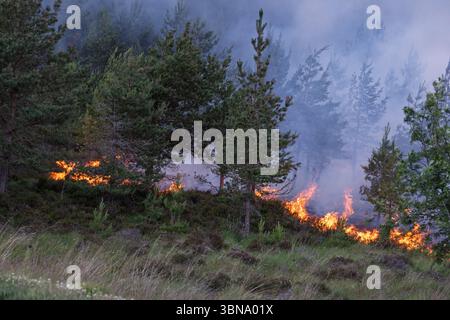 28. Juni 2025. Carrbridge und Grantown in Spey, Schottland. Dies ist ein sehr großes, vom Wind angetriebenes Waldfeuer auf den Hügeln zwischen Carrbridge und Grantown und S Stockfoto
