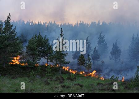 28. Juni 2025. Carrbridge und Grantown in Spey, Schottland. Dies ist ein sehr großes, vom Wind angetriebenes Waldfeuer auf den Hügeln zwischen Carrbridge und Grantown und S Stockfoto