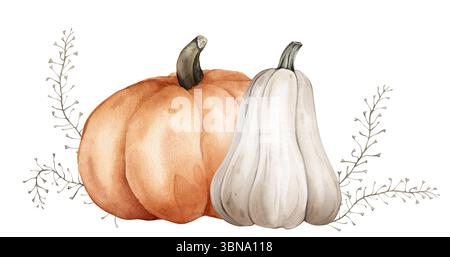 Aquarellabbildung von weißen und orangen Kürbissen mit Stiel- und Kletterpflanzen. Botanische handgezeichnete Kunst für Herbstdekor und Erntegruß Stockfoto