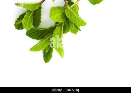 Ein paar frische Minzzweige liegen auf einer weißen Oberfläche. Die jungen, saftigen und sattgrünen Blätter stehen im Kontrast zu dem Hintergrund, den Betonungen Stockfoto