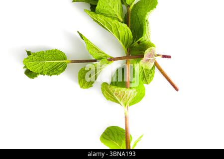 Frische Pfefferminzzweige mit saftigen, leuchtend grünen Blättern auf einem sauberen weißen Hintergrund. Die weiche Textur und das gesunde Aussehen der Minzblätter sind Stockfoto