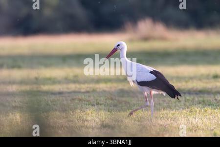 Weißstorch, der im sanften Abendlicht durch eine sonnendurchflutete Wiese spaziert, Deutschland. Stockfoto