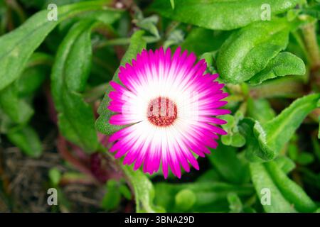 Rosa und weiße Mesembryanthum Einzelblume Closeup in Blüte Juni Juli 2025 Wales UK KATHY DEWITT Stockfoto