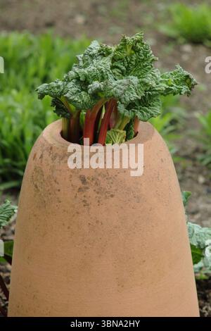 Rheum x hybridum „Daw's Champion“. Daw's Champion Rhabarber wird durch einen Terrrakotta Rhabarber Forcer in einem englischen Garten gezwungen. UK Stockfoto