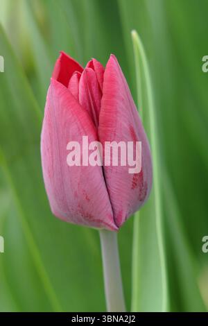 Tulpenblume. Tulipa Ronaldo. Einzelne Tulpe Ronaldo, eine Triumph-Gruppentulpe, die im April charakteristische dunkelrote Blüten zeigt. UK Stockfoto