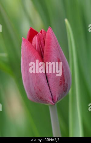 Tulpenblume. Tulipa Ronaldo. Einzelne Tulpe Ronaldo, eine Triumph-Gruppentulpe, die im April charakteristische dunkelrote Blüten zeigt. UK Stockfoto