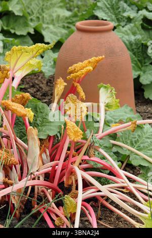 Rheum x hybridum 'Carter's Forcing' Rhabarber. Hellrosa Rhabarber-Stiele werden nach Entfernung eines Terrakotta-Rhabarber-Forcer sichtbar. UK Stockfoto