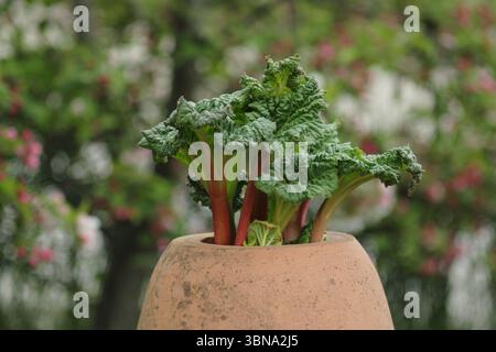 Rheum x hybridum „Daw's Champion“. Daw's Champion Rhabarber wird durch einen Terrrakotta Rhabarber Forcer in einem englischen Garten gezwungen. UK Stockfoto