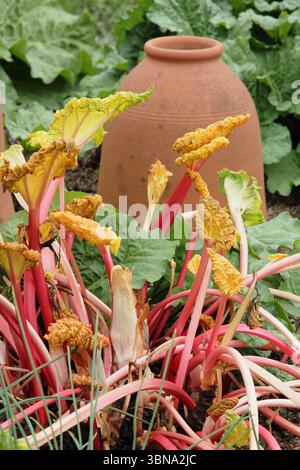 Rheum x hybridum 'Carter's Forcing' Rhabarber. Hellrosa Rhabarber-Stiele werden nach Entfernung eines Terrakotta-Rhabarber-Forcer sichtbar. UK Stockfoto