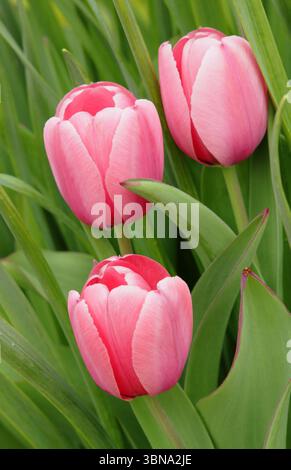 Tulipa Pink Abdruckblumen. Tulip Pink Impression, eine Tulpe der Darwin Hybrid Group, die im April charakteristische einzelne, tiefrosa Blüten zeigt. UK Stockfoto