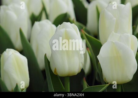 Tulipa Calgary. Tulip Calgary, eine Triumph-Gruppentulpe mit charakteristischen Cremeblüten, geflammtem Gelb und leicht grünem Boden. UK Stockfoto