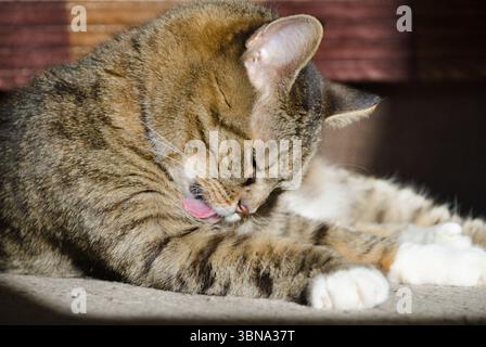 Hauskatze wäscht sich auf dem Teppich. Erwachsene Katze im Sonnenlicht. Stockfoto