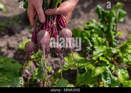 Frisch geerntete Rüben in der Hand gehalten. Nahaufnahme einer Hand, die einen Haufen frisch gepflückter Rüben mit noch anliegendem Boden in einem lebendigen Hausgemüse hält Stockfoto