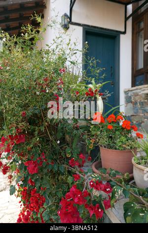 Zypern Village, Eine malerische Outdoor-Szene mit einem weißen Haus mit einer dunkelblauen Tür und einer Holzmarkise. Das Haus ist von einer Vielzahl von Pflanzen und Blumen umgeben, darunter ein Busch mit leuchtenden roten Blumen, ein Busch mit grünen Blättern und ein Busch mit weißen Blumen. Ein Terrakotta-Topf mit leuchtend orangen Blüten wird auf einer Stein- oder Betonstufe vor dem Haus platziert. Ein kleiner, dunkler Topf mit einer Pflanze ist ebenfalls in der Nähe der Tür zu sehen. Das Haus befindet sich auf einer Terrasse aus Stein oder Beton, und eine Holzstruktur ist teilweise sichtbar in der Stockfoto