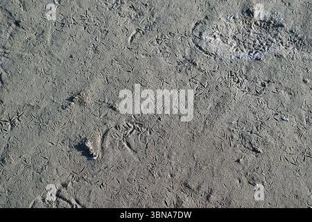 Zypern, Larnaca Salzsee, das Bild zeigt eine Nahaufnahme eines Sandbereichs mit einer hellgrauen oder beigefarbenen Farbe, die die Szene dominiert. Der Sand ist mit zahlreichen kleinen, dunklen Fußspuren gespickt, die wahrscheinlich von einer Vielzahl von Tieren stammen, einschließlich Vögeln und möglicherweise kleinen Säugetieren. Die Umrisse sind über die Oberfläche verteilt, wodurch ein strukturiertes Muster entsteht. Das Bild wird aus einem leicht erhöhten Winkel aufgenommen und bietet eine umfassende Ansicht des Bereichs und seiner Merkmale. Das Auge und die Phantasie eines Künstlers Stockfoto