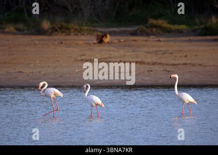 Zypern, Salzsee Larnaka, das Bild zeigt drei Flamingos, die in einem flachen Gewässer stehen. Die Flamingos sind in Rosa- und Weißtönen bemalt, mit ihren langen, schlanken Beinen und geschwungenen Hälsen, die eine anmutige Silhouette am Wasser erzeugen. Das Wasser ist relativ ruhig, mit sanften Kräuseln. Der Hintergrund zeigt eine sandige oder hellbraune Küste mit etwas Vegetation und einem kleinen, dunklen Objekt, das ein Felsen oder Baumstamm sein könnte. Die Beleuchtung deutet darauf hin, dass es am späten Nachmittag oder am frühen Abend sein könnte, mit einem warmen, goldenen Farbton, der die Szene beleuchtet. Das Auge und die Phantasie eines Künstlers Stockfoto