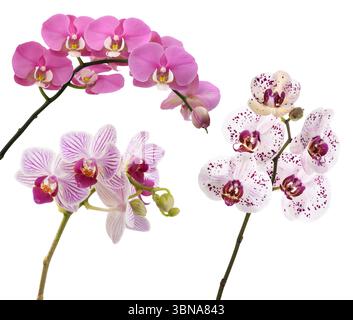 Orchideenblüten mischen sich isoliert auf weißem Hintergrund Stockfoto
