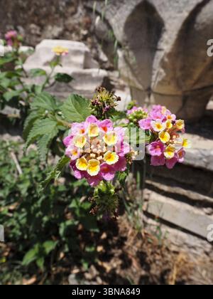Nahaufnahme der blühenden Lantana Camara, auch bekannt als spanische Flagge oder Strauchverbene, mit rosa und gelben Blüten. Stockfoto