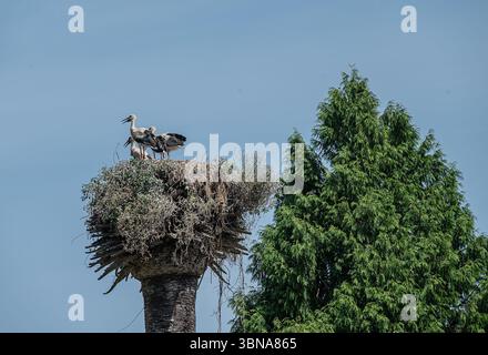 Störche nisten auf einem Turm in Ponte de Lima, Portugal Stockfoto