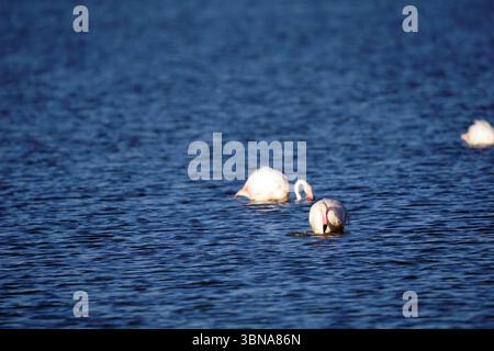 Zypern, Larnaca Salzsee, das Bild zeigt mindestens drei Flamingos in einem Gewässer. Im Vordergrund befinden sich zwei Flamingos, von denen einer teilweise untergetaucht und der andere mit Kopf und Hals über dem Wasser sichtbar ist. Ein dritter Flamingo ist im Hintergrund sichtbar, leicht unscharf. Das Wasser hat eine tiefblaue Farbe und die Oberfläche ist relativ ruhig mit kleinen Wellen. Die Flamingos sind hauptsächlich weiß mit rosa/roten Markierungen an Kopf und Hals. Das Auge und die Phantasie eines Künstlers Stockfoto