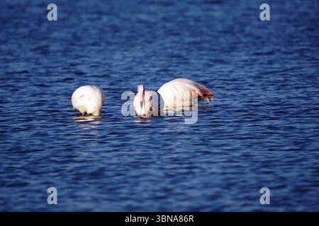 Zypern, Larnaca Salzsee, das Bild zeigt drei Flamingos in einem Gewässer. Die Flamingos sind hauptsächlich weiß mit rosa und roten Federn an Kopf und Hals. Ein Flamingo befindet sich im Vordergrund, dessen Kopf im Wasser untergetaucht ist, während die anderen beiden im Hintergrund sind, wobei ihre Köpfe ebenfalls untergetaucht sind. Das Wasser hat eine tiefblaue Farbe. Das Auge und die Phantasie eines Künstlers Stockfoto