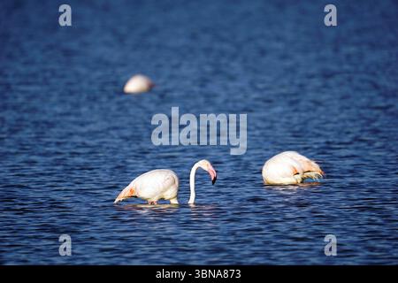 Zypern, Larnaca Salzsee, das Bild zeigt drei Flamingos in einem ruhigen Gewässer. Zwei der Flamingos befinden sich im Vordergrund, deren Köpfe im Wasser eingetaucht sind, während der dritte Flamingo im Hintergrund leicht unscharf zu sehen ist. Die Flamingos sind überwiegend weiß mit rosa/roten Markierungen auf Kopf und Hals. Das Wasser hat eine tiefblaue Farbe und der Hintergrund ist dunkler. Das Auge und die Phantasie eines Künstlers Stockfoto