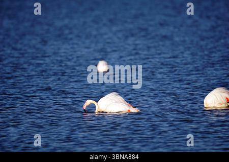 Zypern, Salzsee Larnaka, das Bild zeigt drei Flamingos, die in einem Gewässer schwimmen. Der Flamingo im Vordergrund zeigt nach links, mit dem Kopf im Wasser. Zwei weitere Flamingos sind im Hintergrund sichtbar, einer auf der rechten und einer auf der linken Seite, ebenfalls mit untergetauchten Köpfen. Das Wasser hat eine tiefblaue Farbe und die Flamingos sind weiß mit rosa/roten Markierungen an Kopf und Hals. Das Auge und die Phantasie eines Künstlers Stockfoto